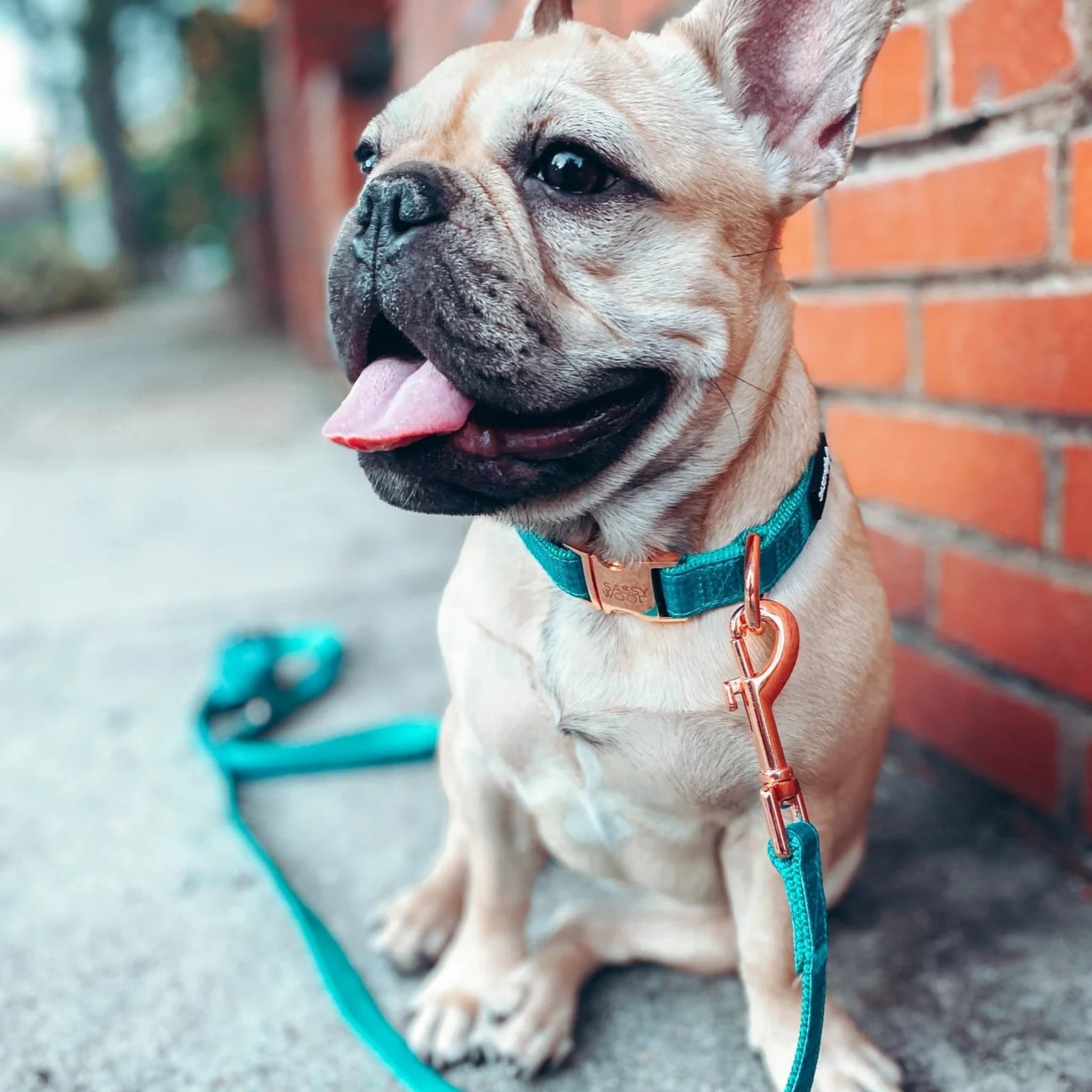 Dog collar