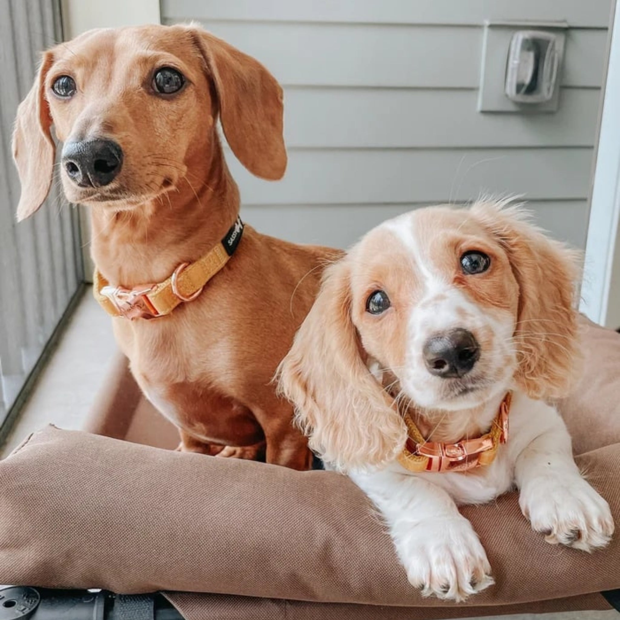 Dog collar