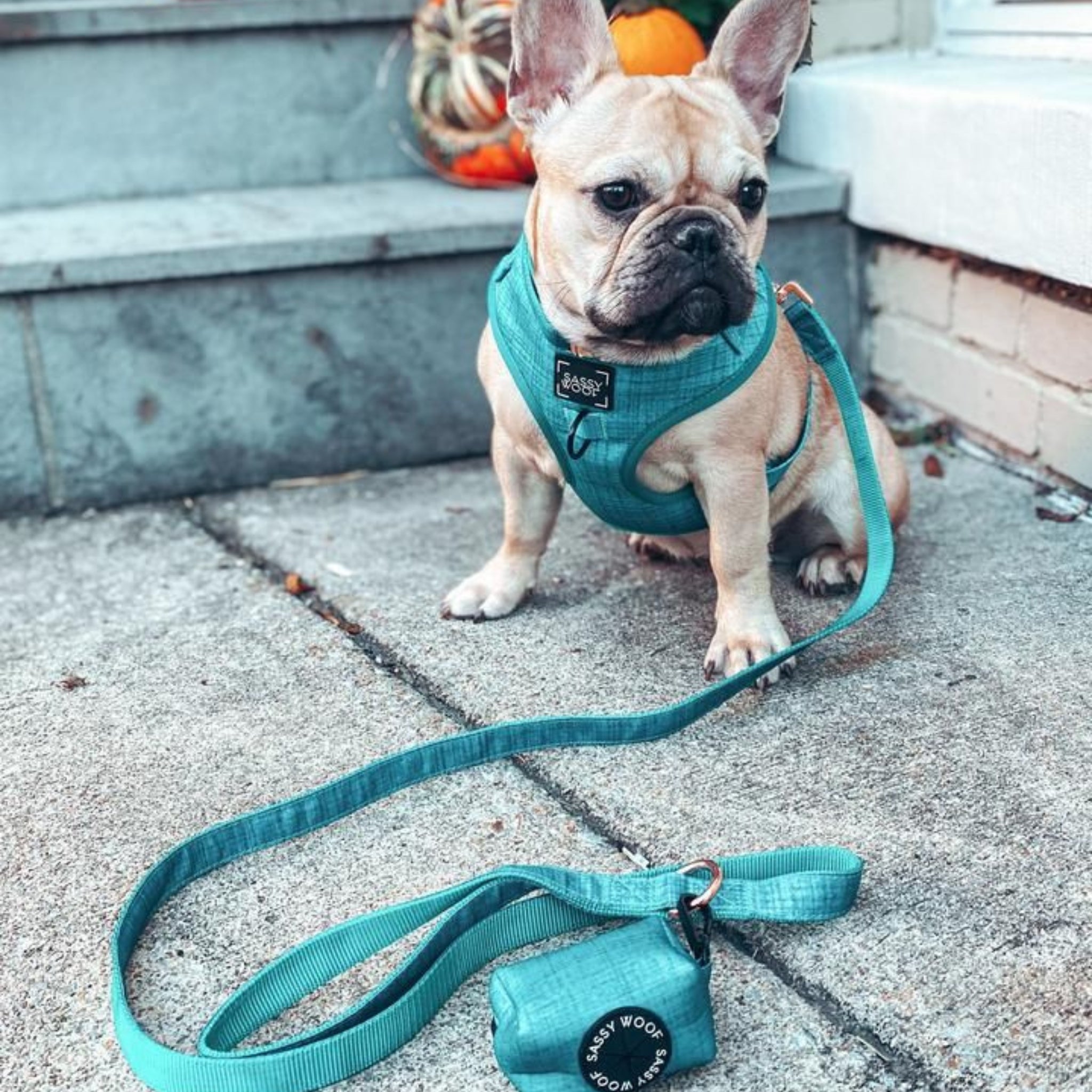 Dog adjustable harness