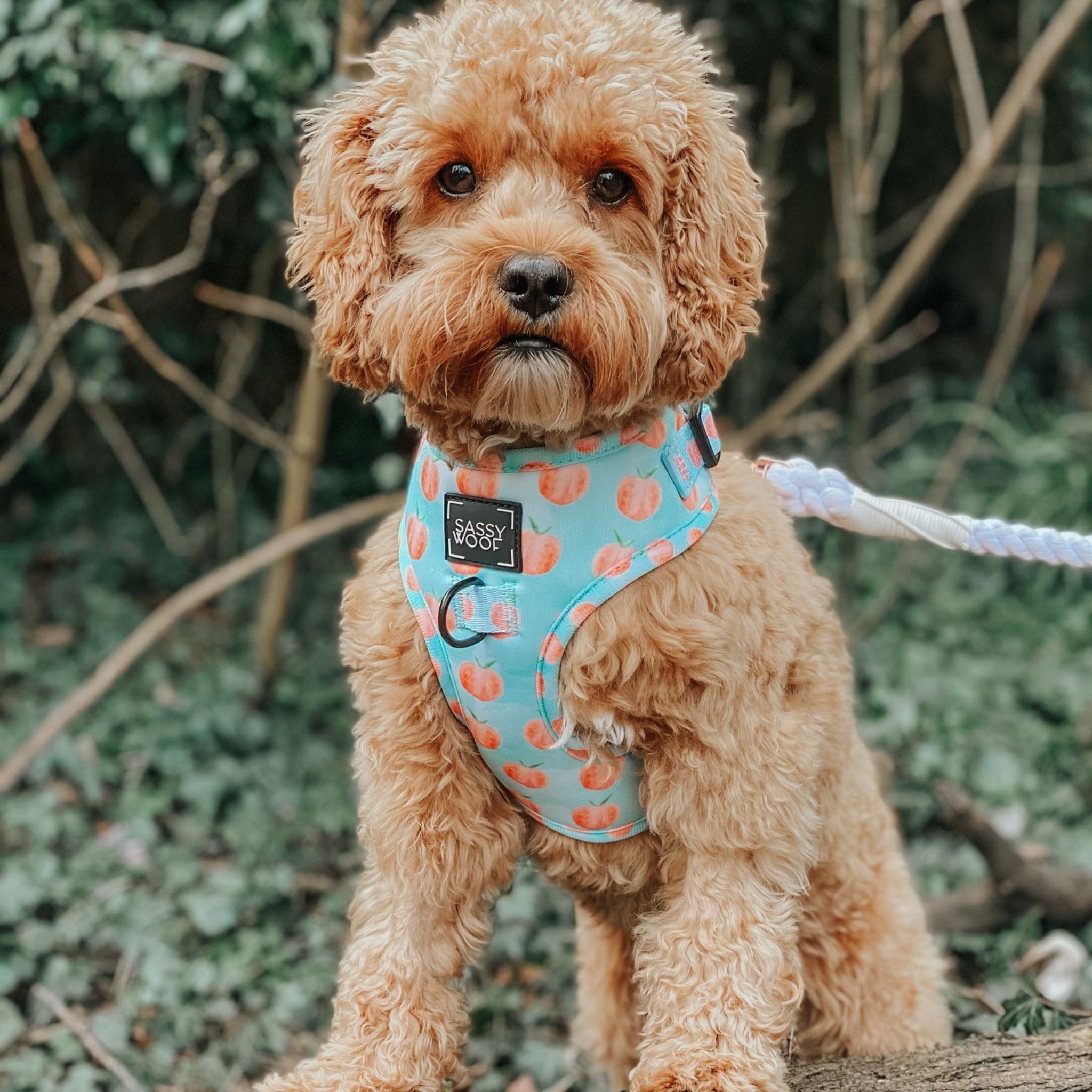 Dog adjustable harness