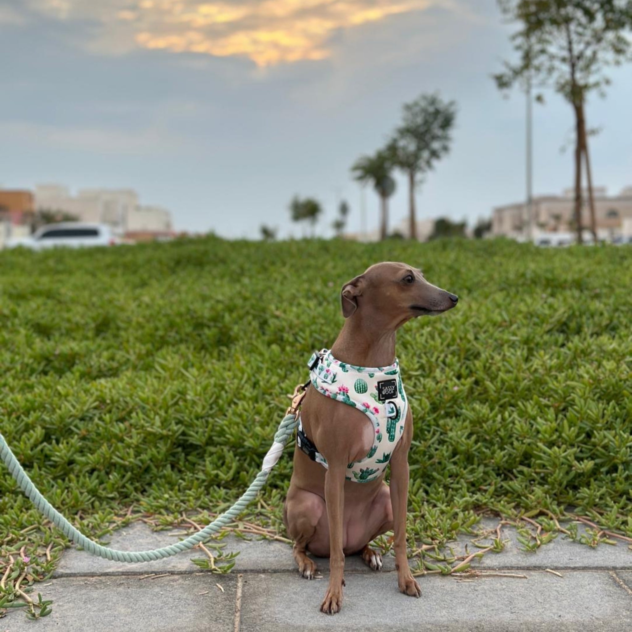 Dog adjustable harness