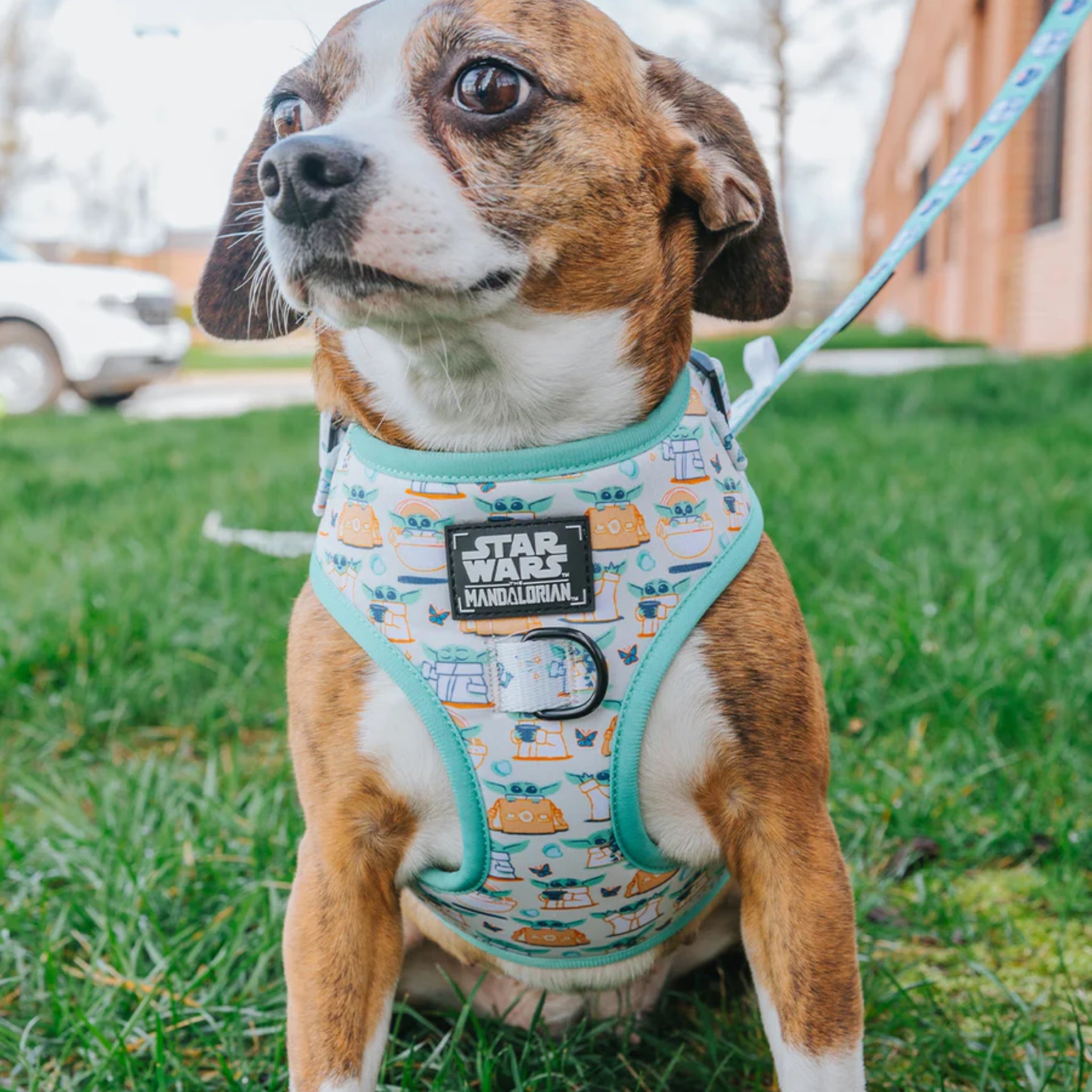 Dog adjustable harness,  STAR WARS™ collection