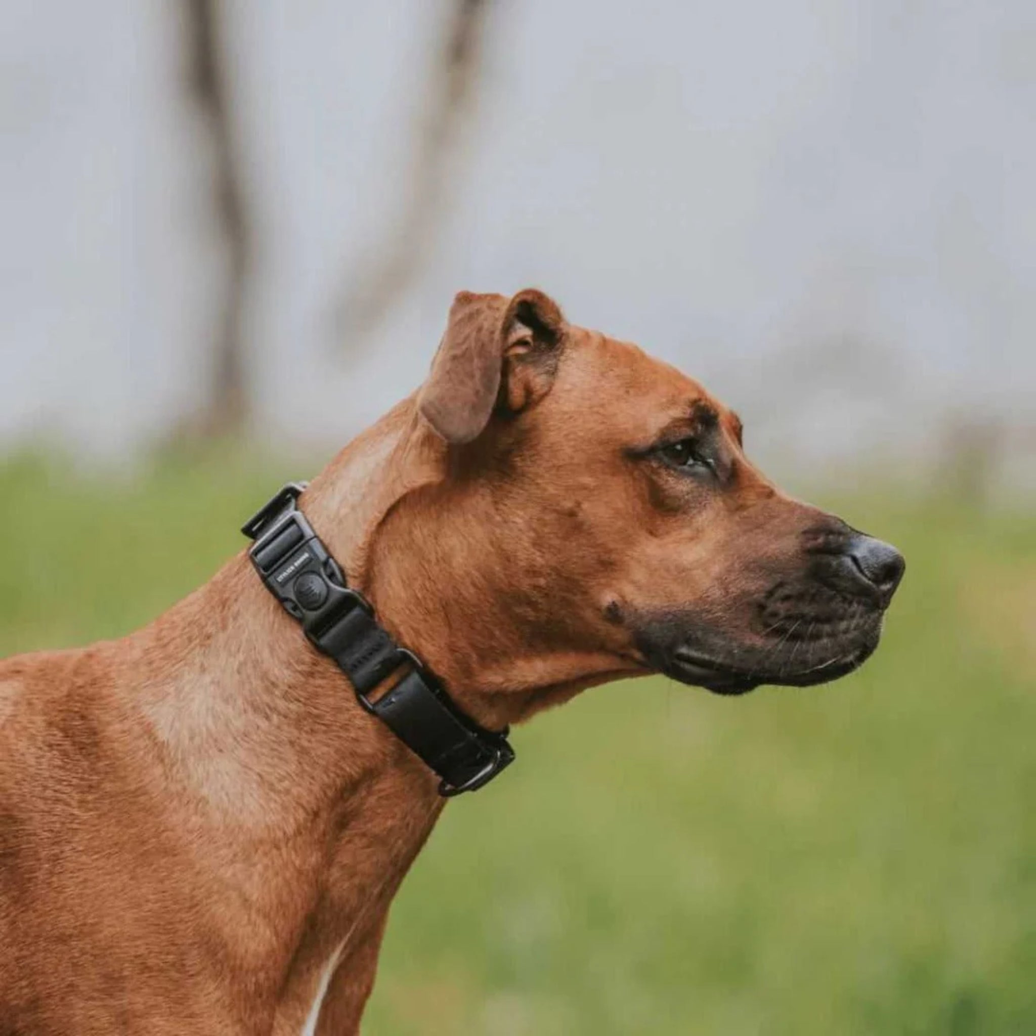 MARTINGALE TRAINING COLLAR
