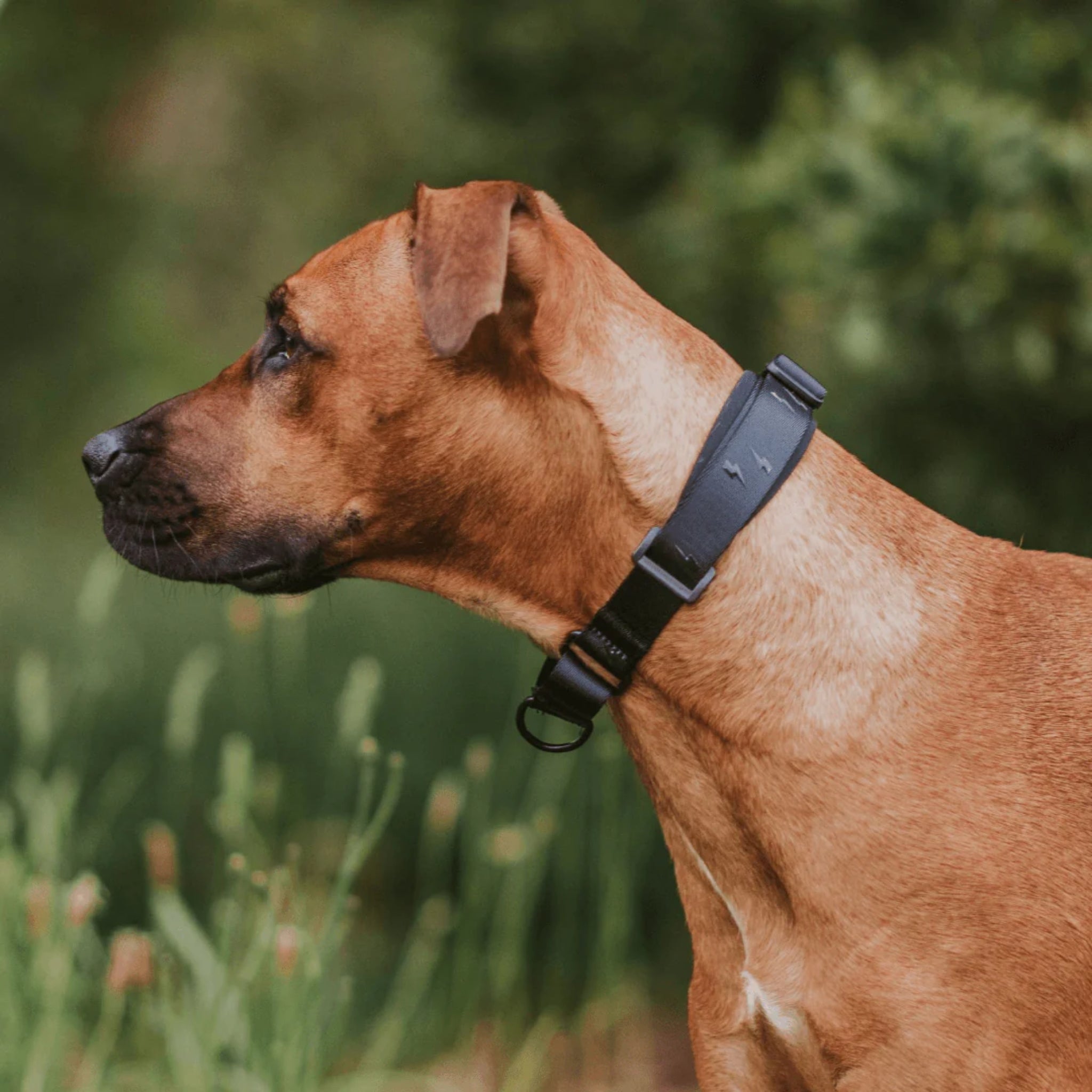 MARTINGALE TRAINING COLLAR